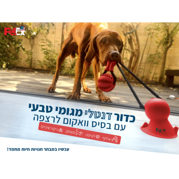 משחק חבל דנטלי לכלב בשילוב כדור גומי עם וואקום לרצפה מידה S - פטקס